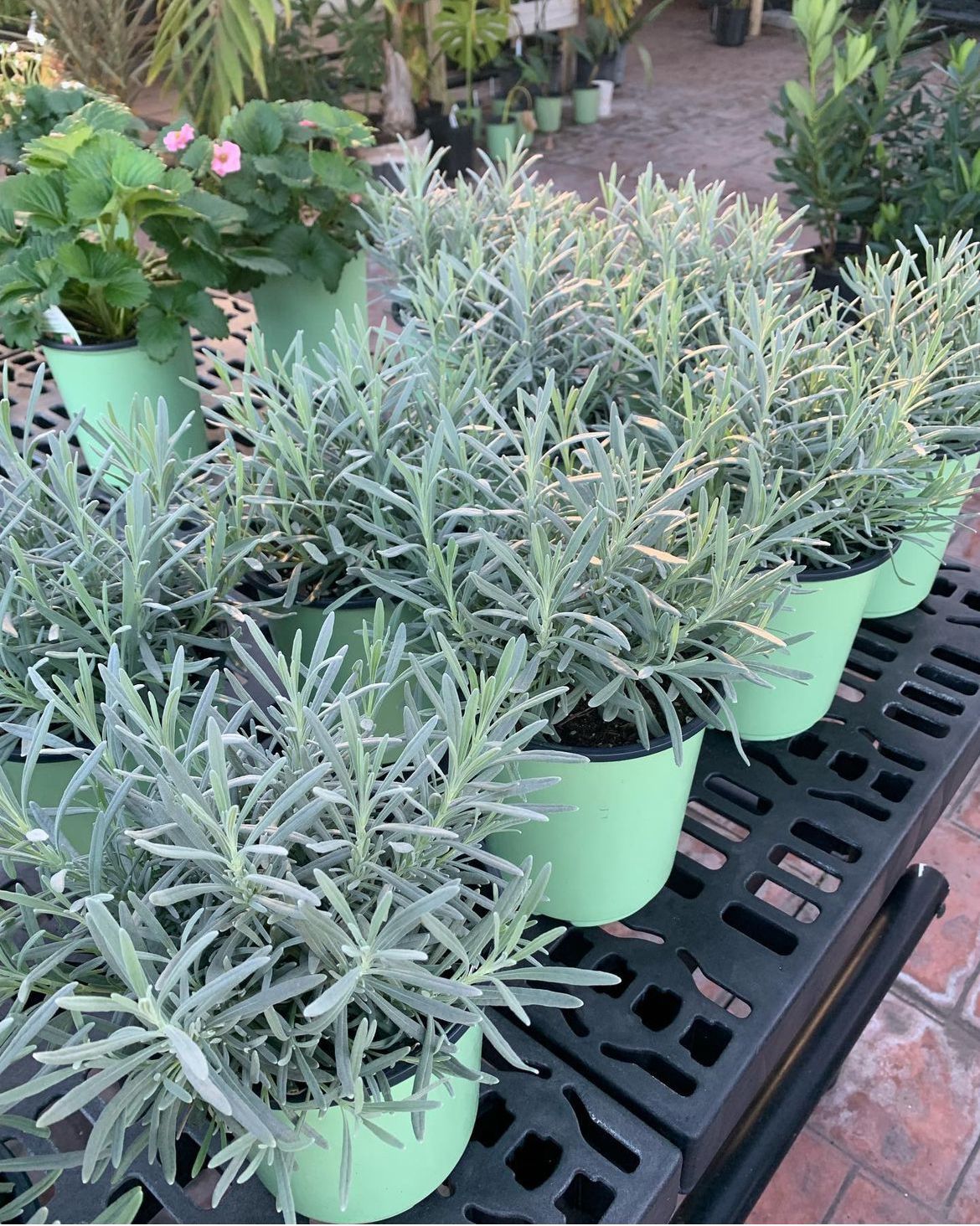 Lavender Phenomenal