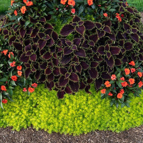 Lemon Coral Sedum Garden Bed