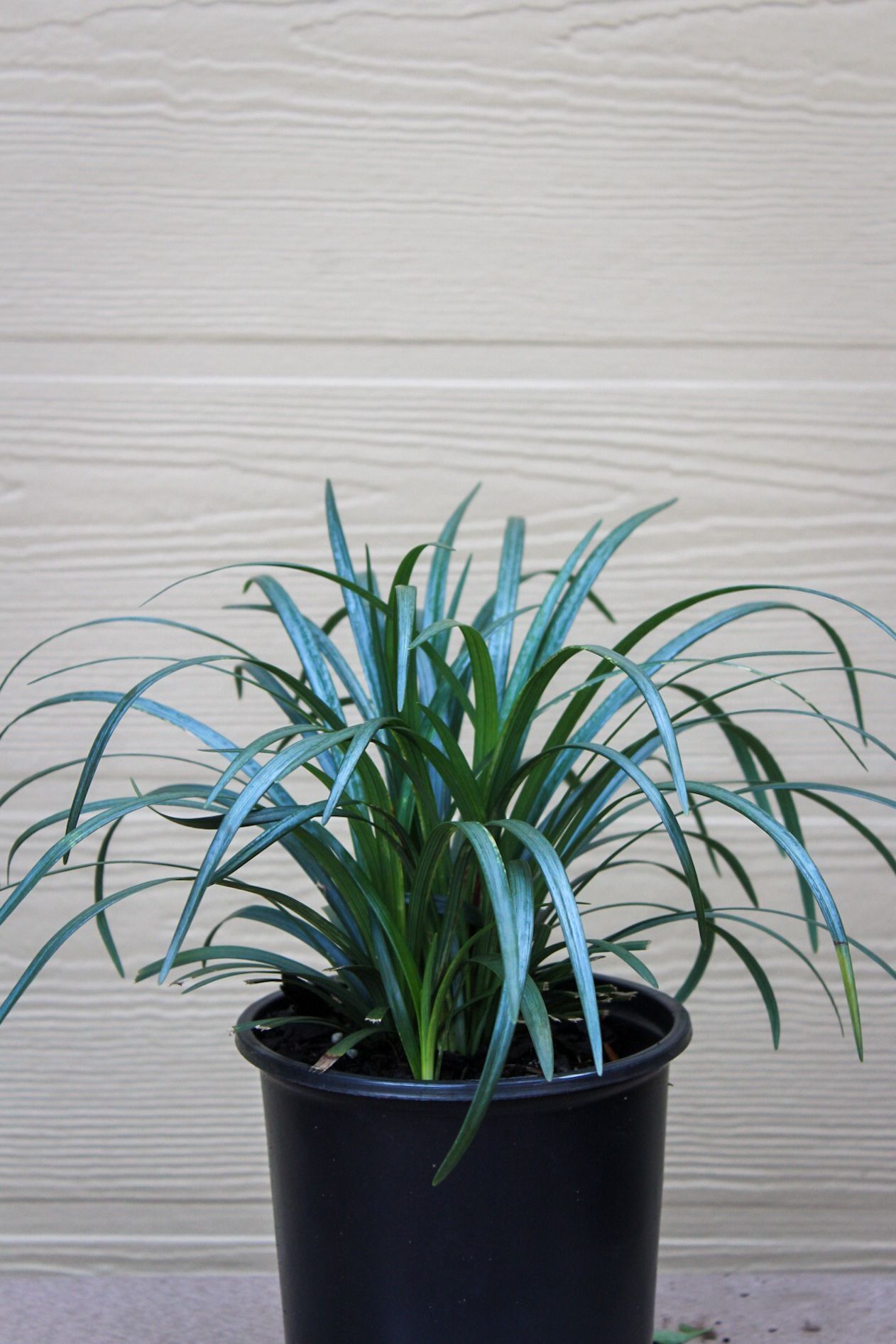 Liriope