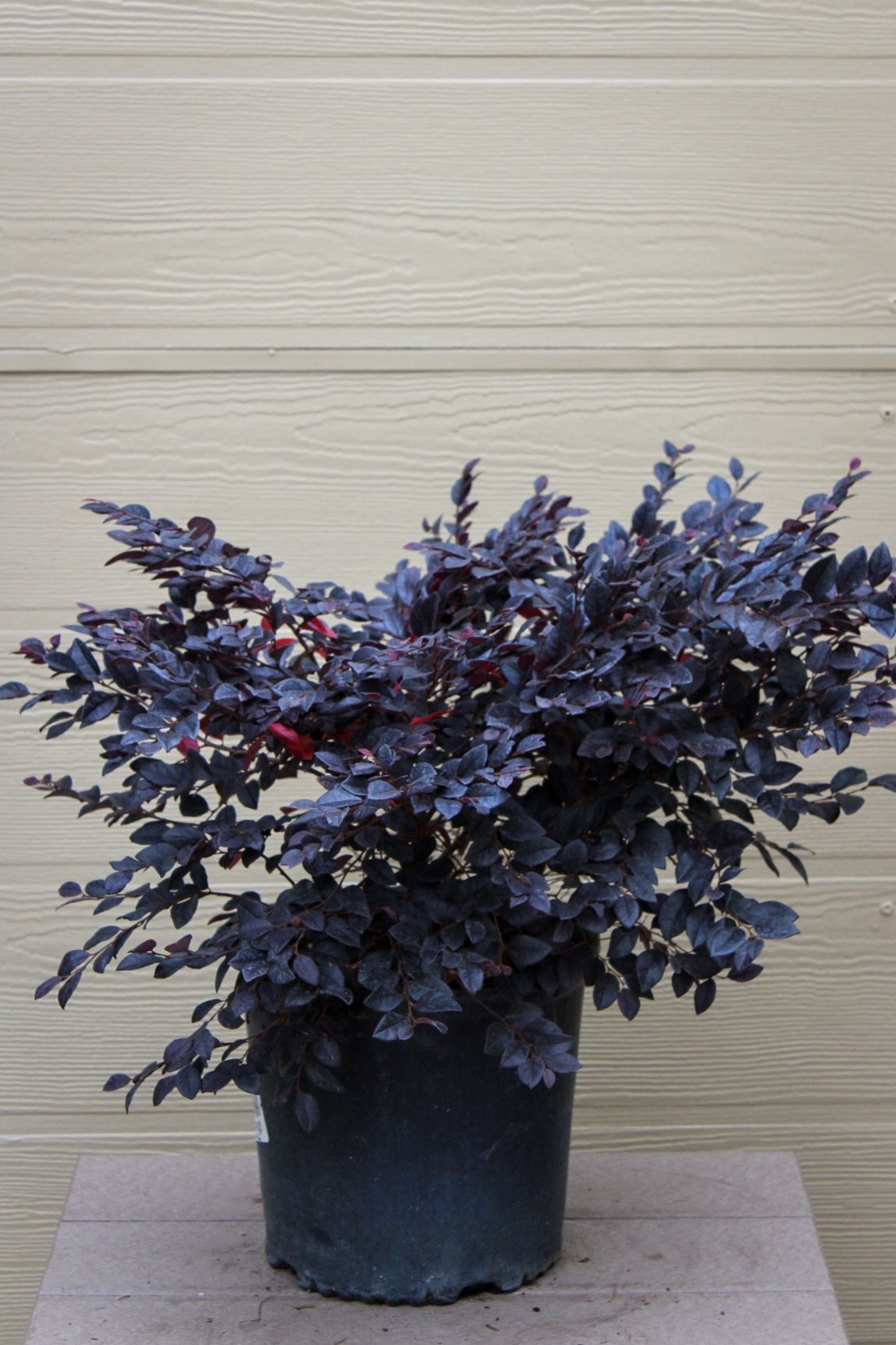 Loropetalum