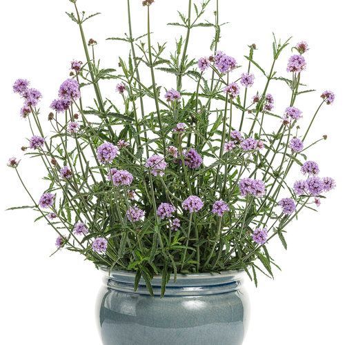 Meteor Shower Verbena Pot