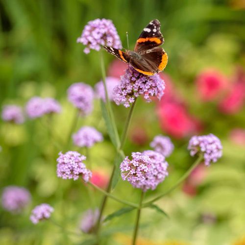 Meteor Shower Verbena Butterfly