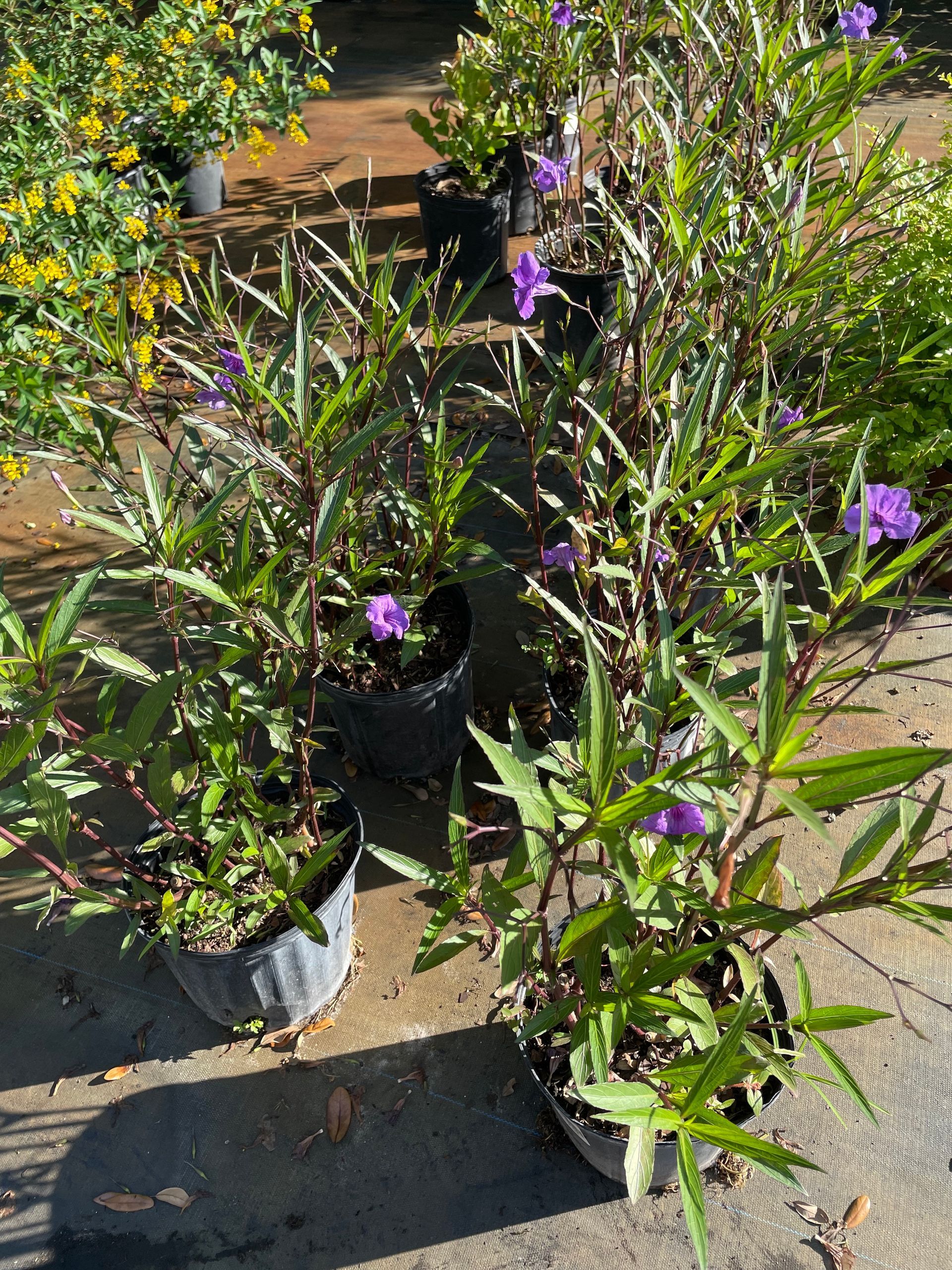 Mexican Petunia