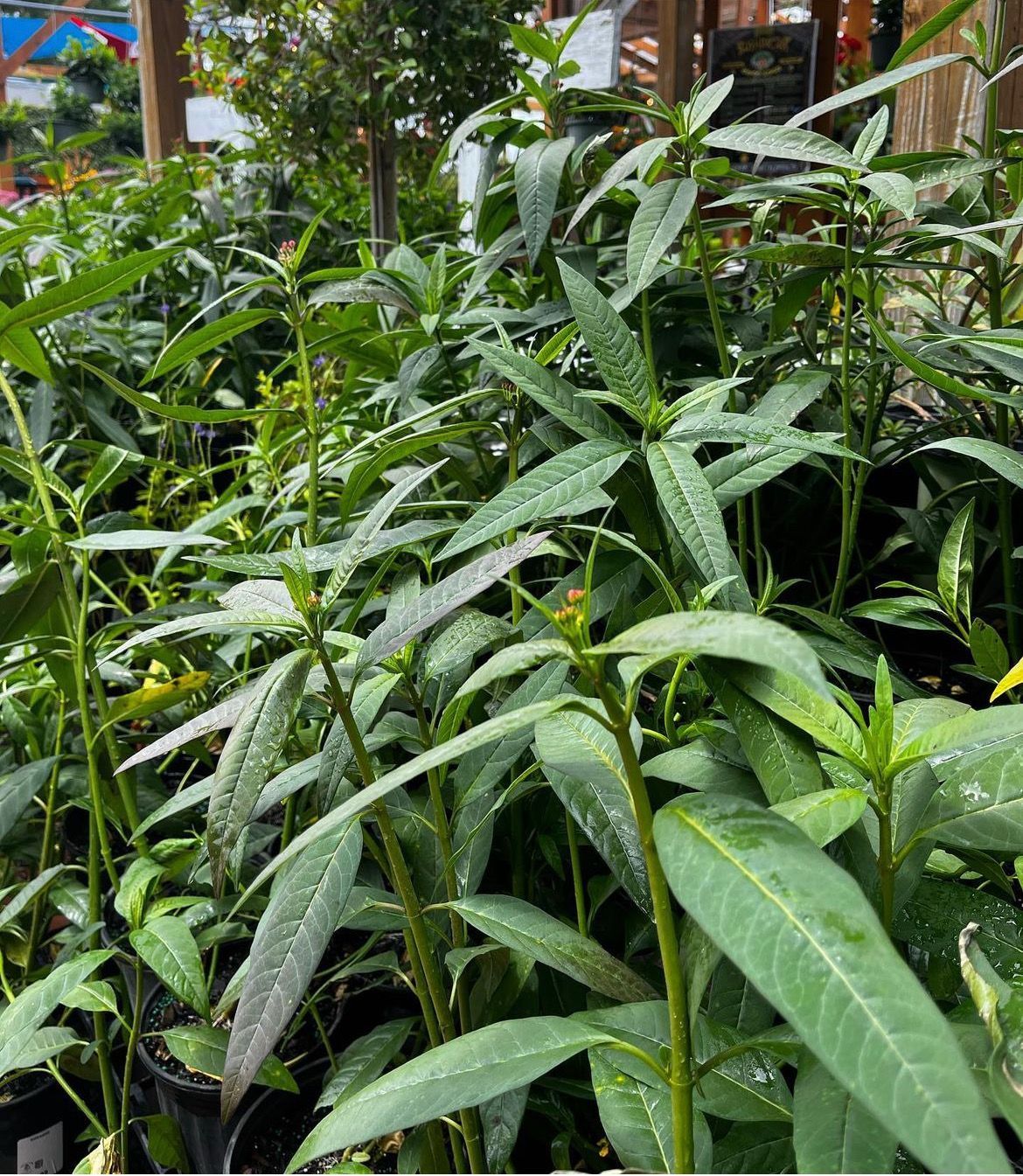 Milkweed