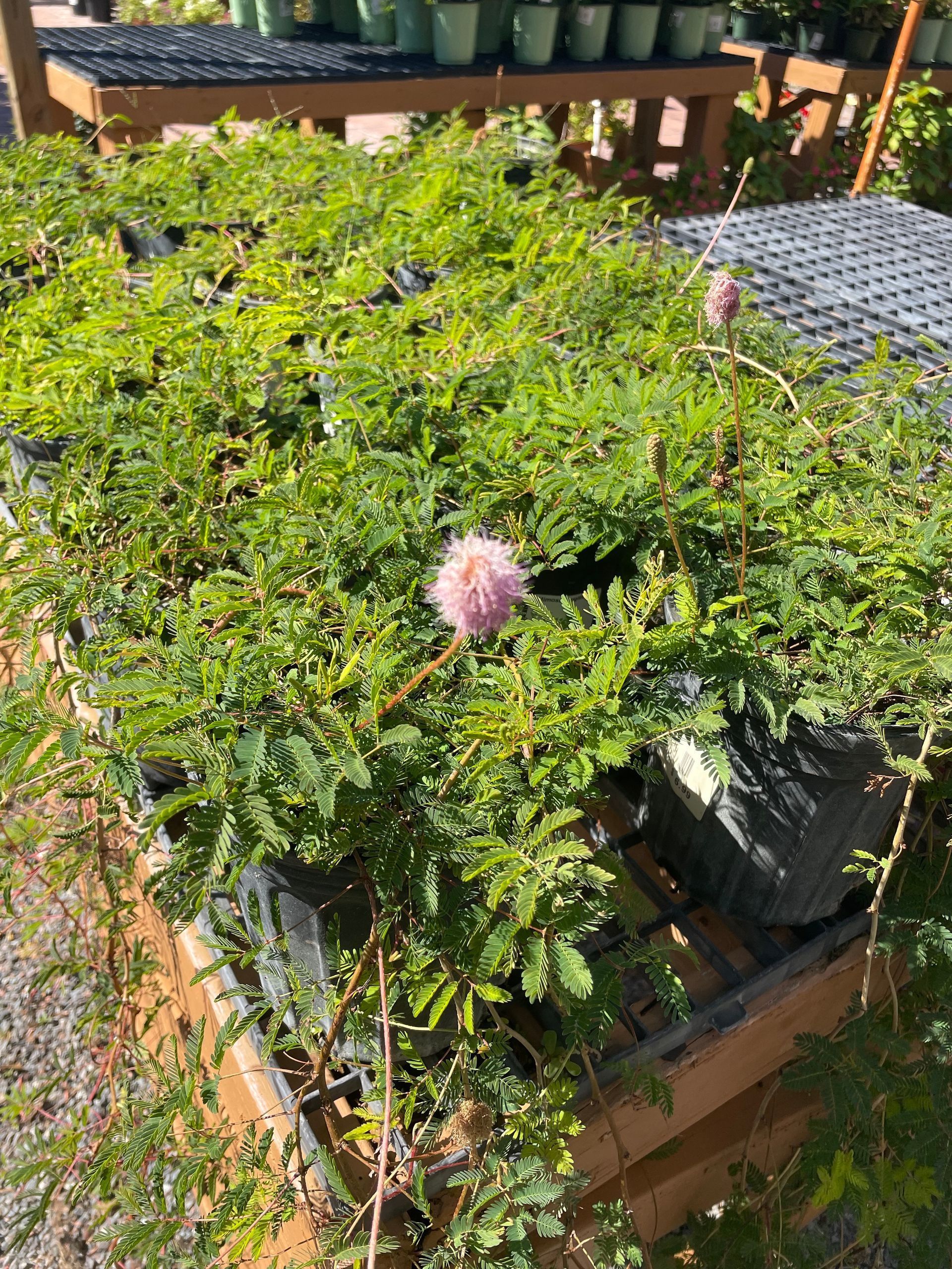 Mimosa Strigillosa