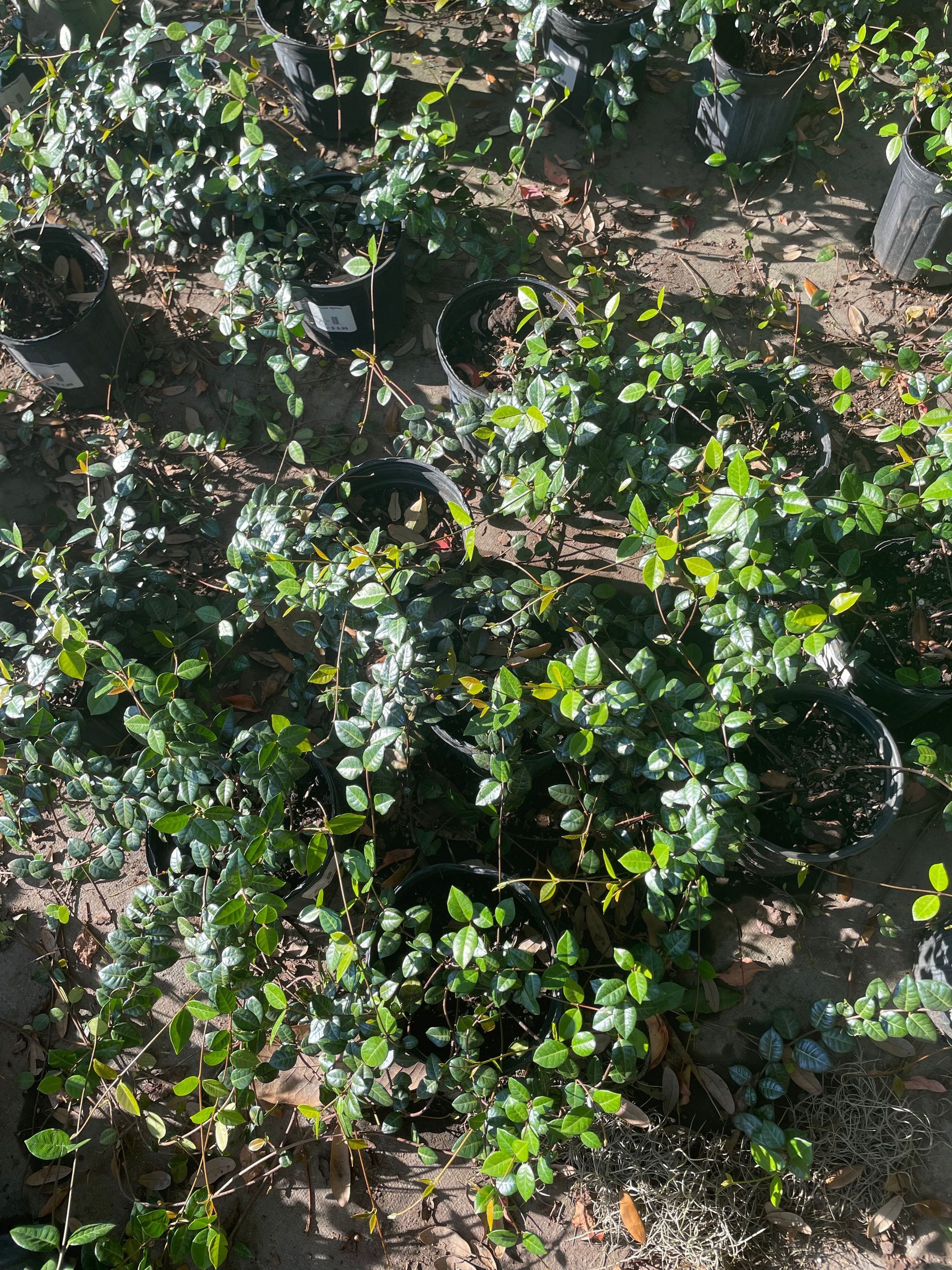 Minima Jasmine