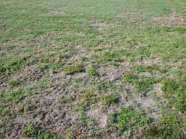 Mole Cricket Damage