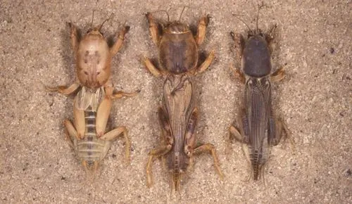 Mole Crickets