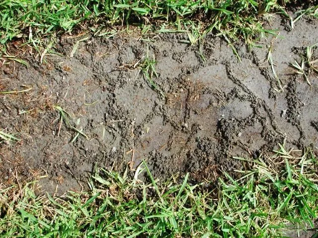 Mole Cricket Tunnels