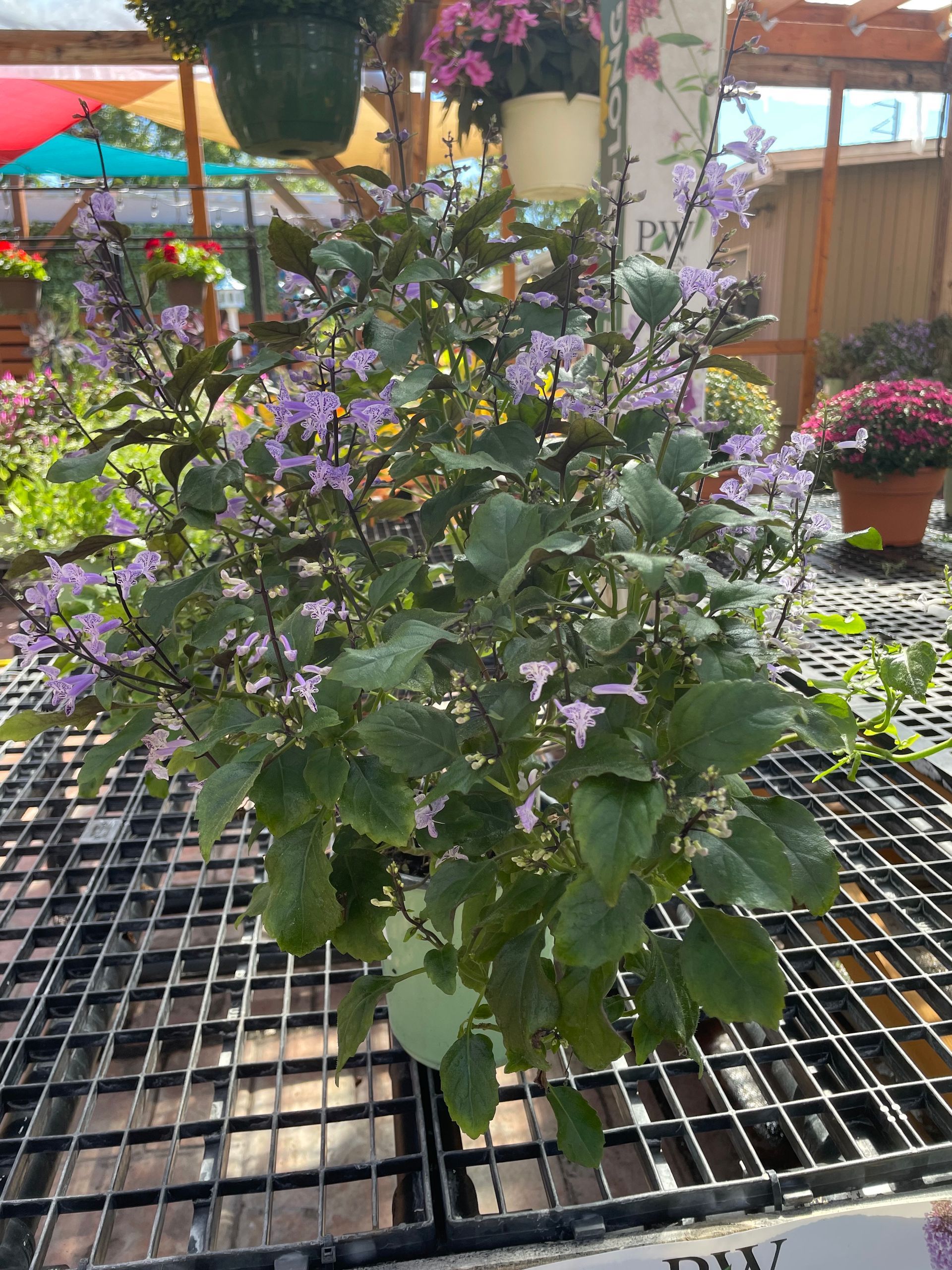 Mona Lavender