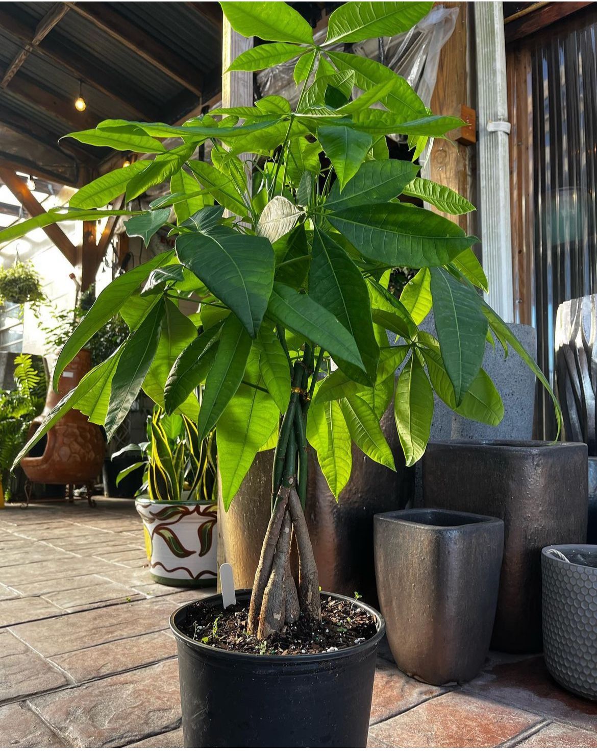 Money Tree
