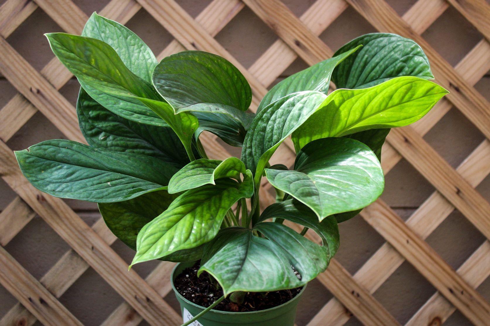 Monstera Peru