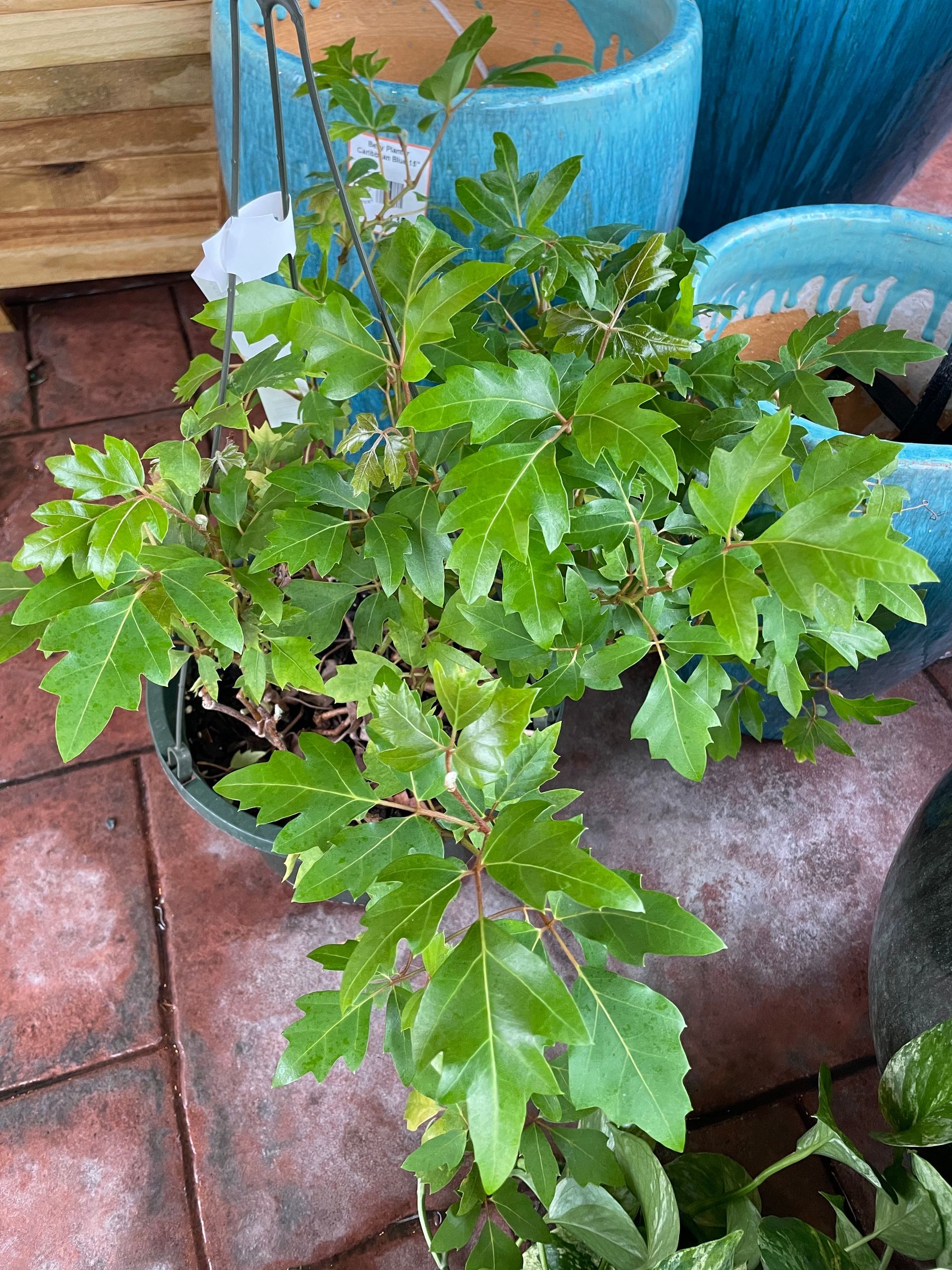 Oak Leaf Ivy