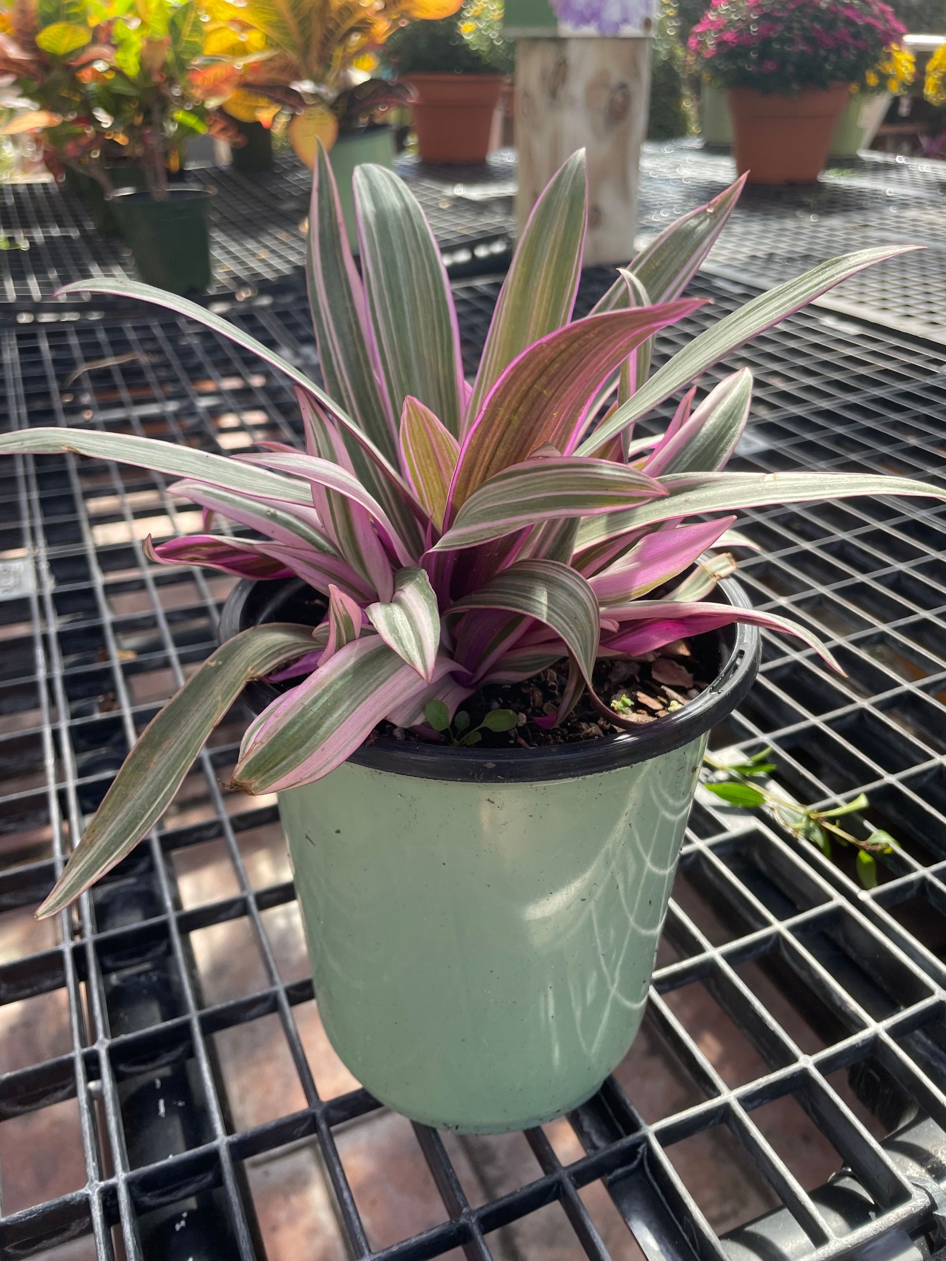 Oyster Plant