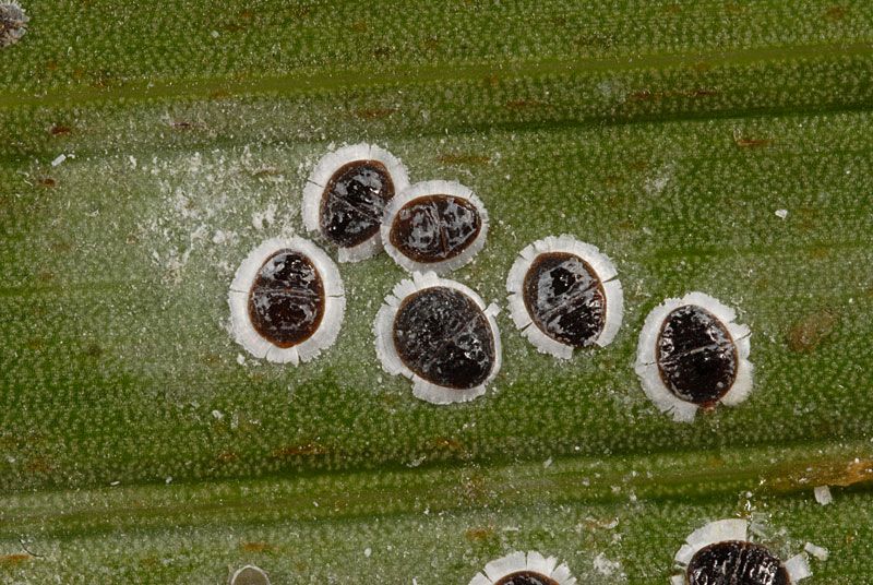 Aphids palms