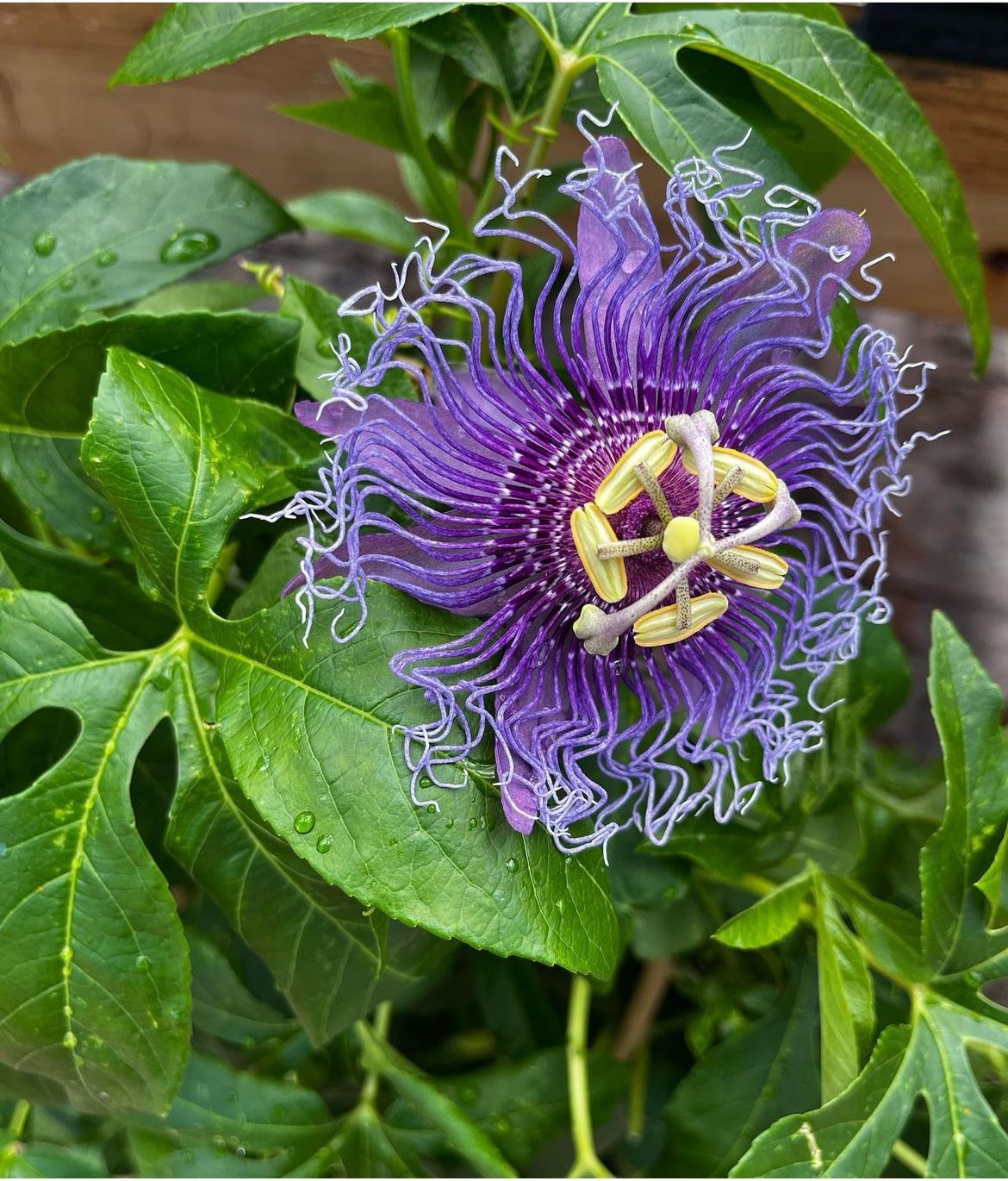 Passion Flower Vine