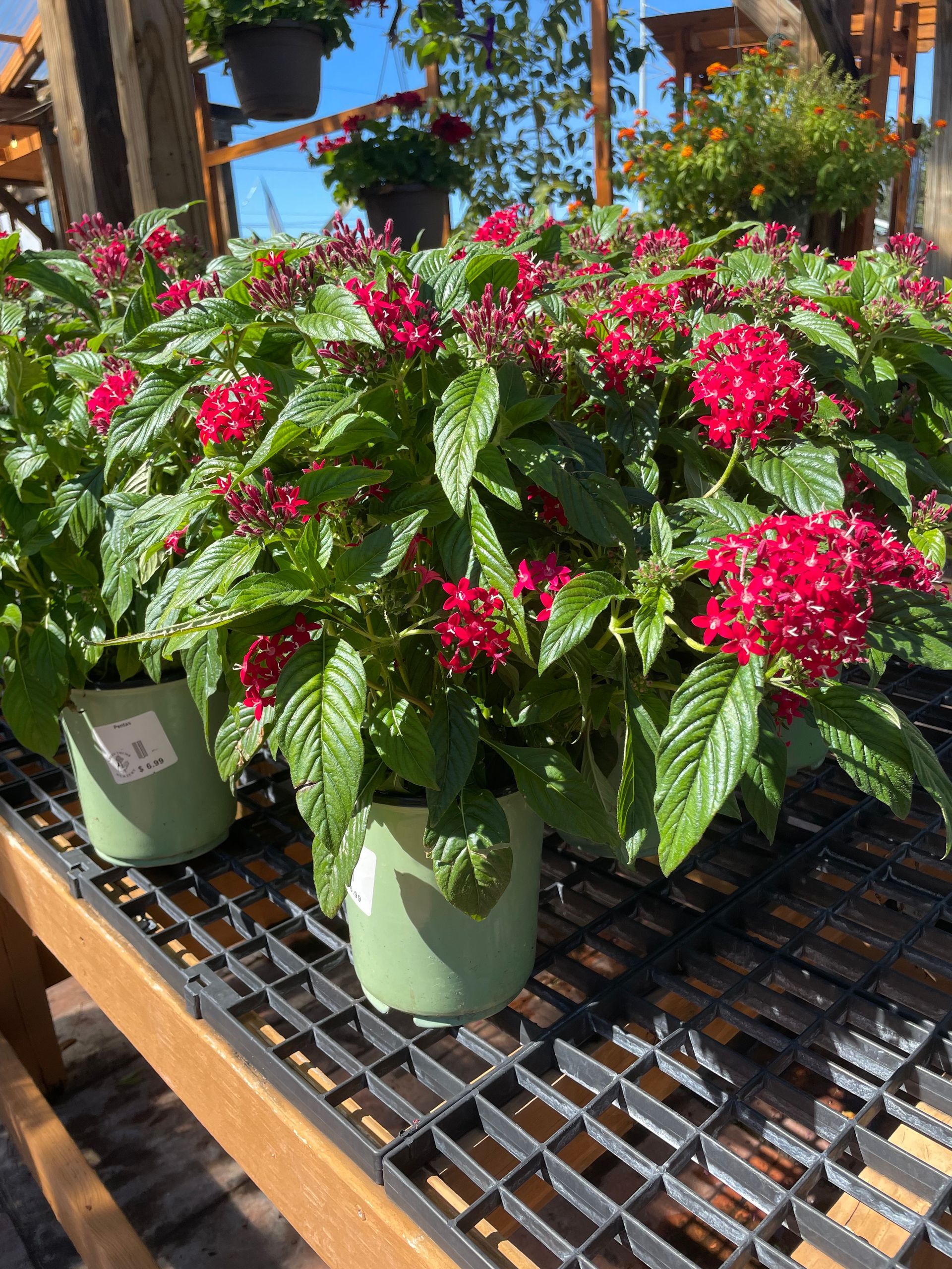 Pentas