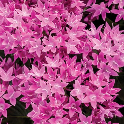 Sunstar Lavender Pentas