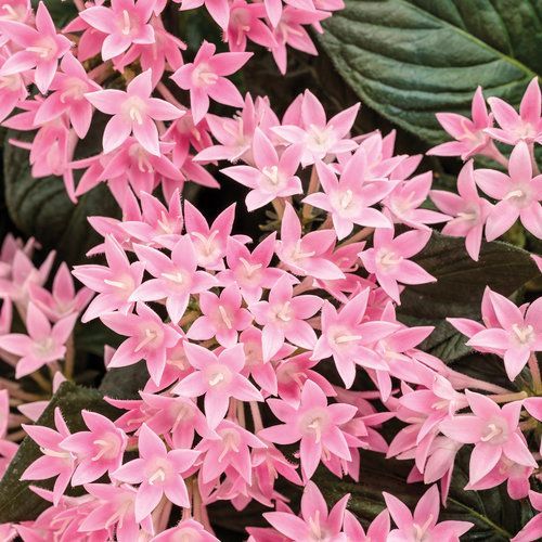 Sunstar Pink Pentas