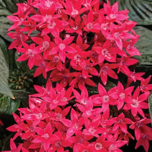 Sunstar Red Pentas
