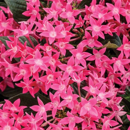 Sunstar Rose Pentas