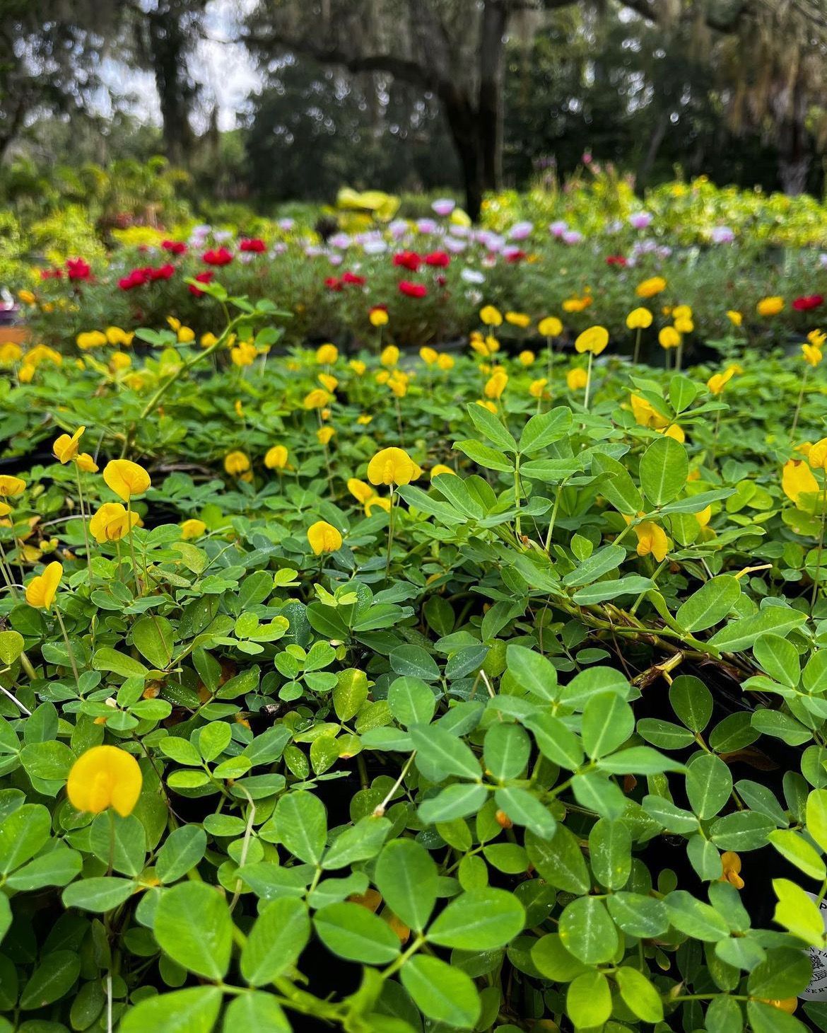 Perennial Peanut