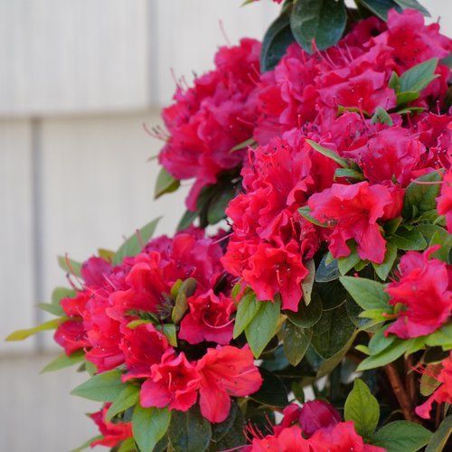 Perfecto Mundo Red Azalea