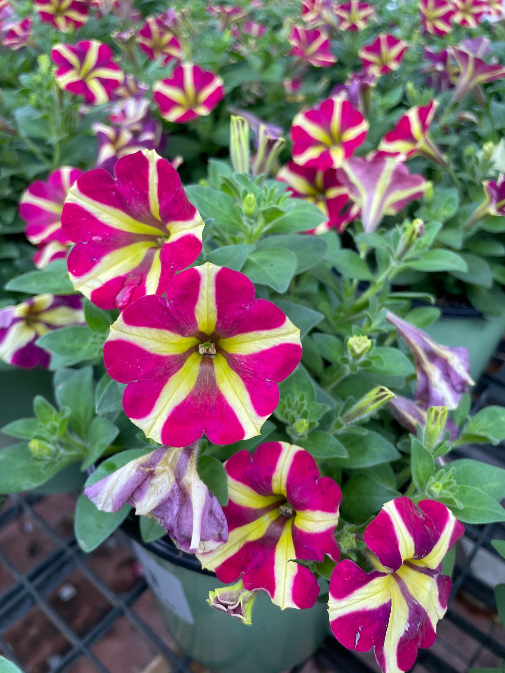 Petunia