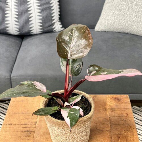 Philodendron Prismacolor Pink Princess