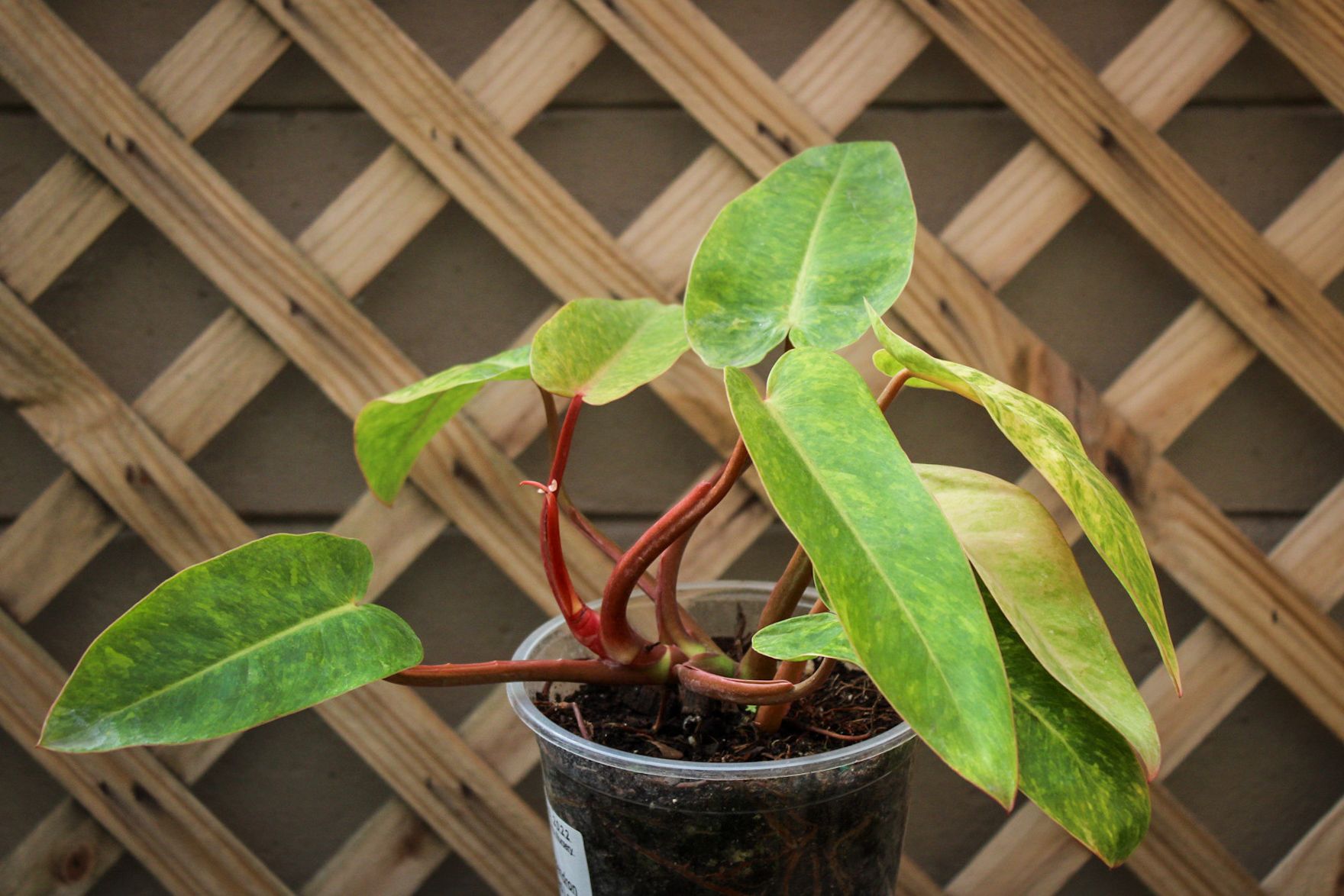 Philodendron Painted Lady