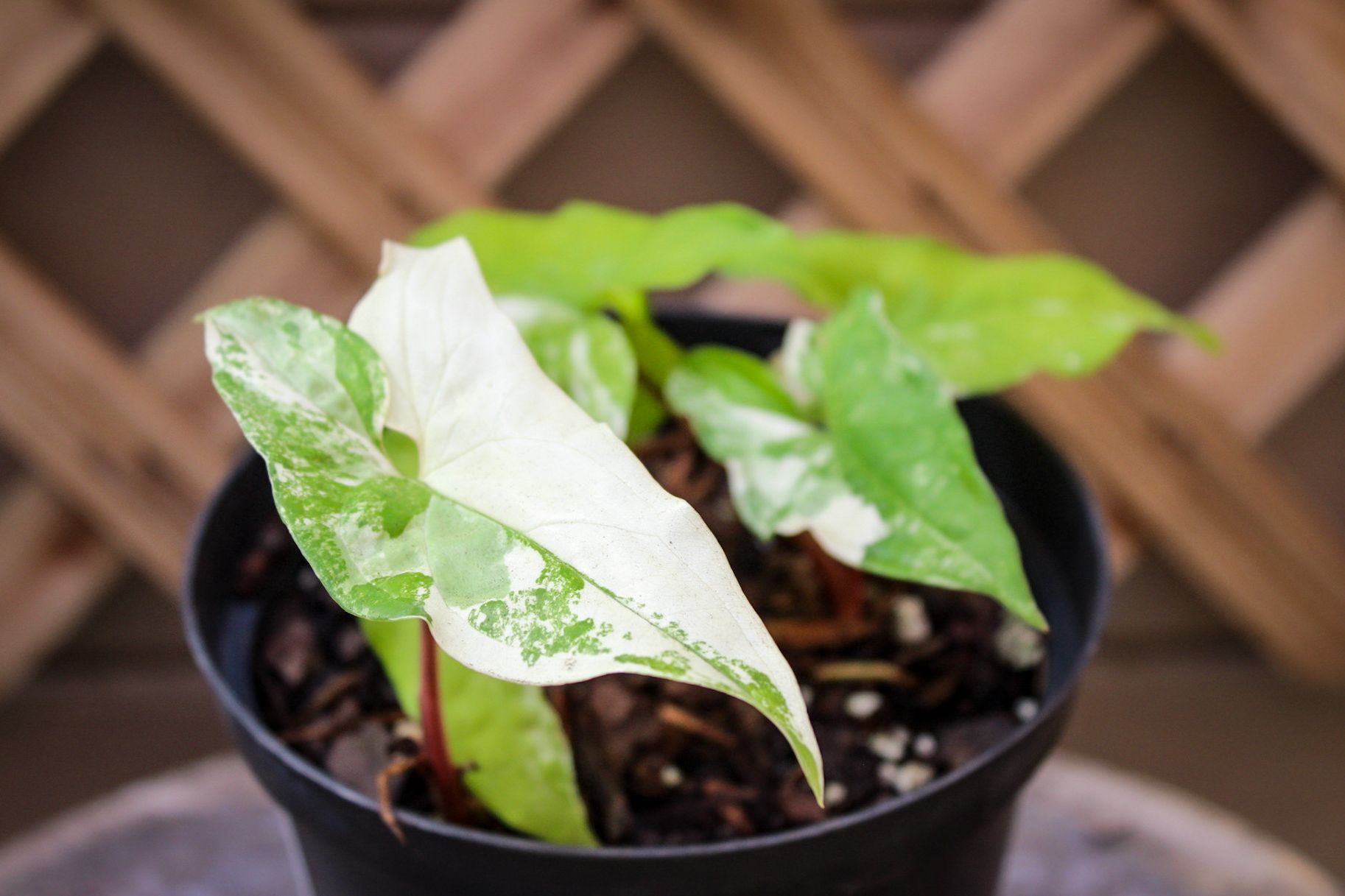 Philodendron White Knight