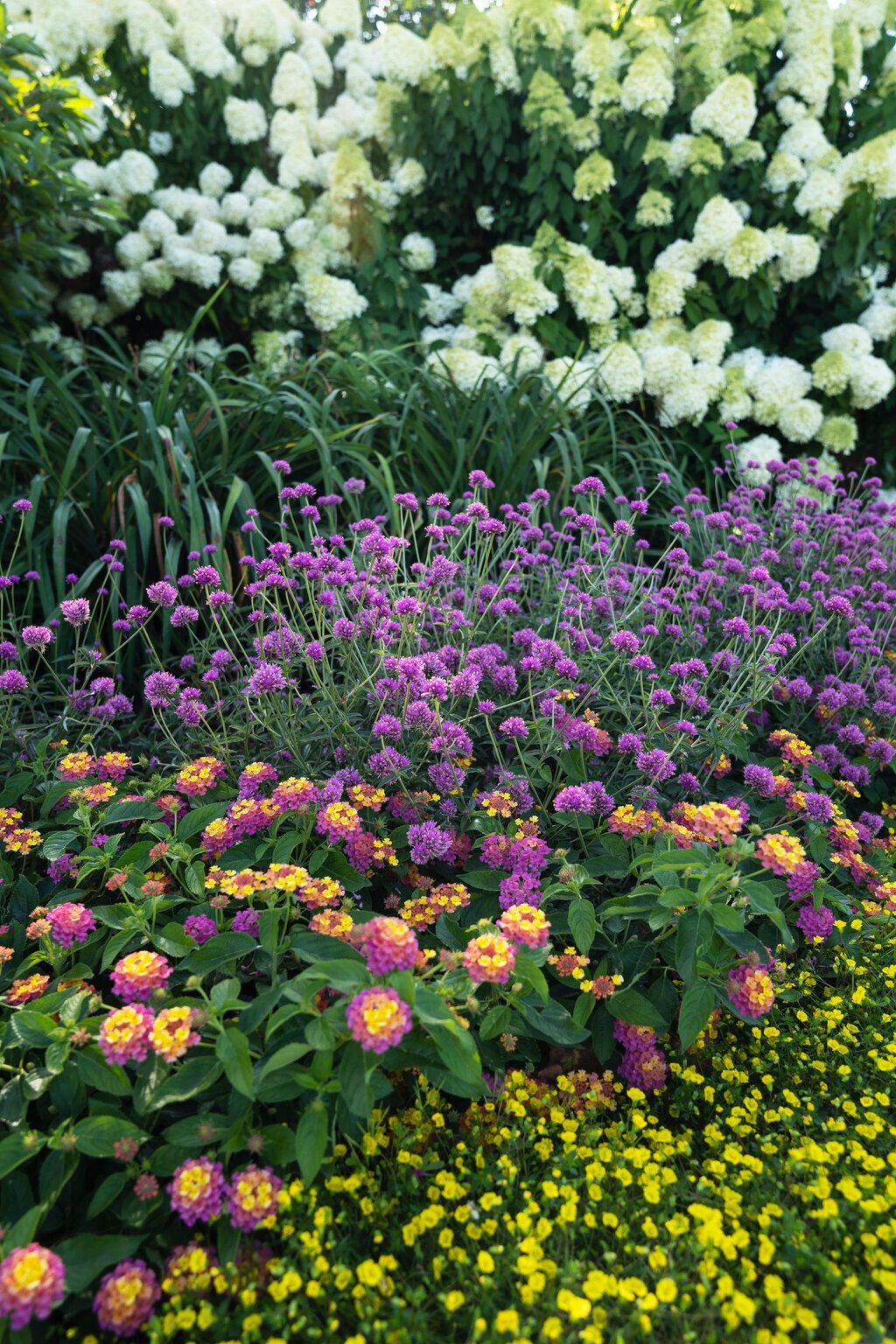 GoldDust Mecardonia Garden Bed