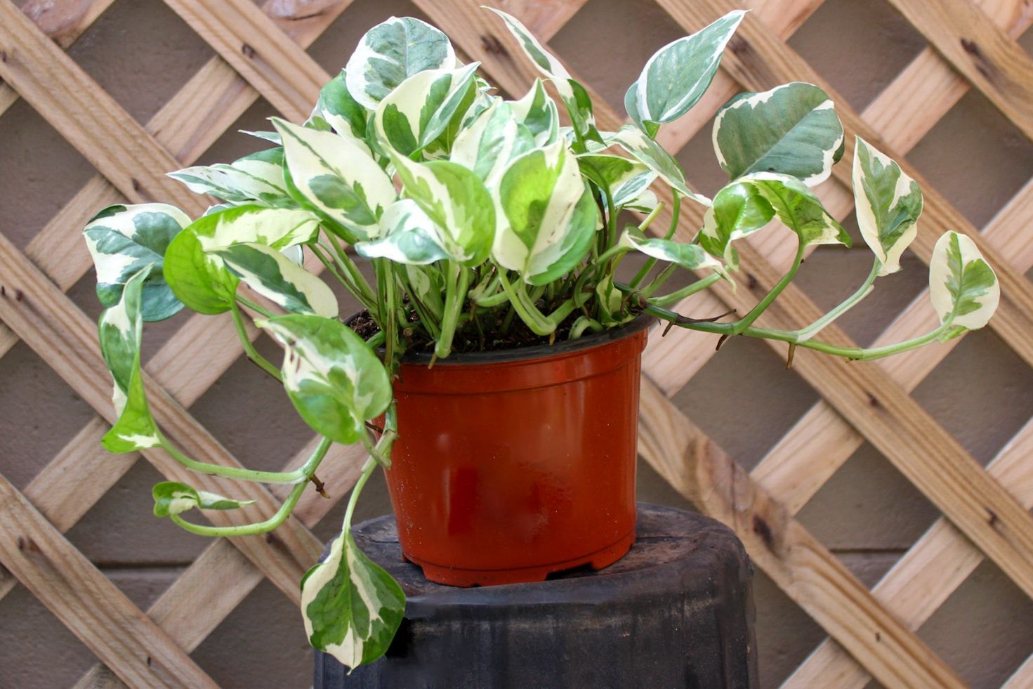 Pothos N'Joy