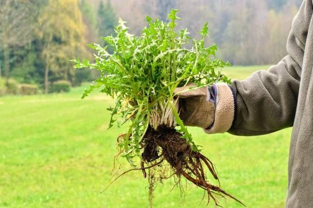 Hand Pulling Weeds