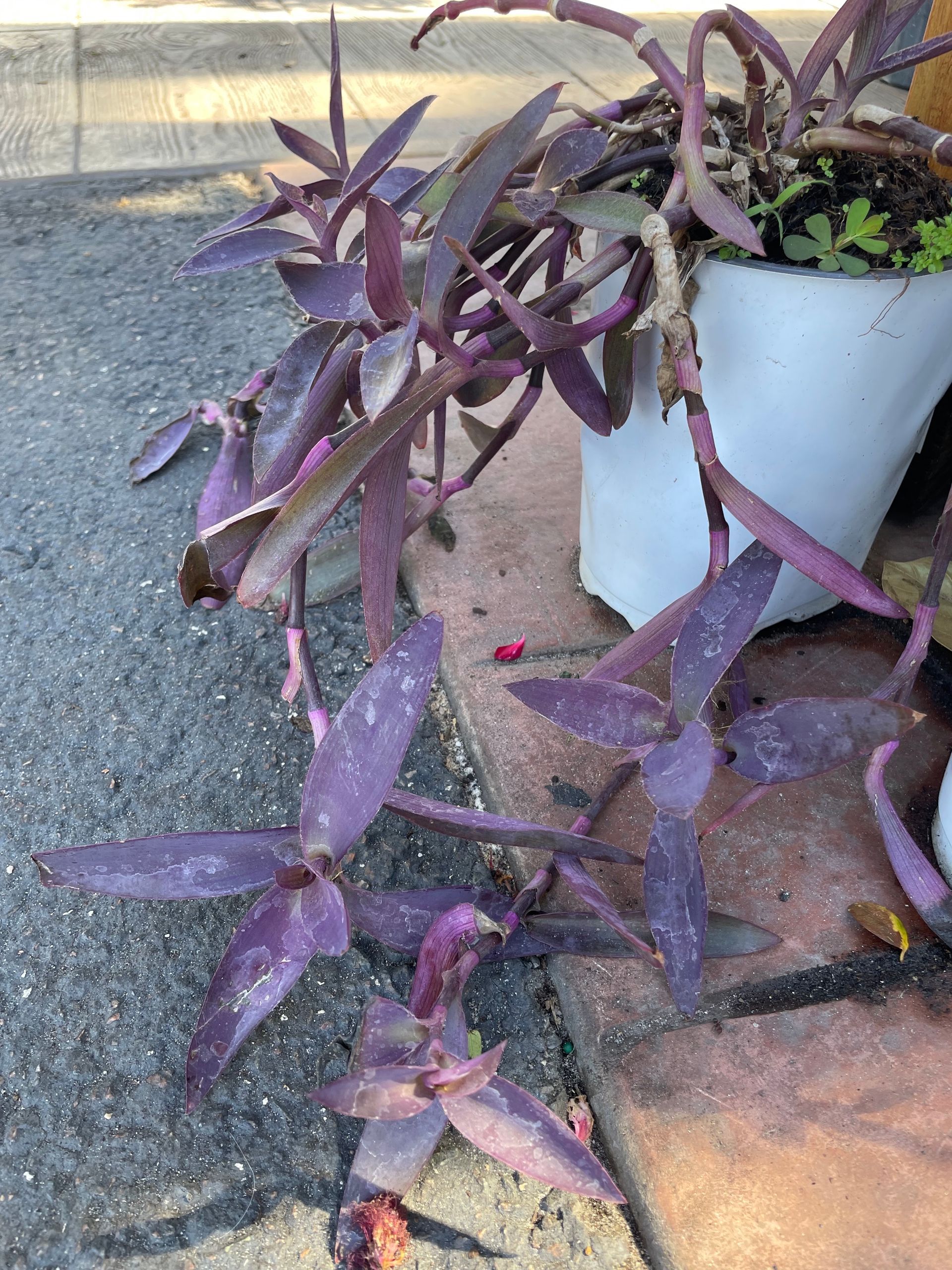 Purple Queen