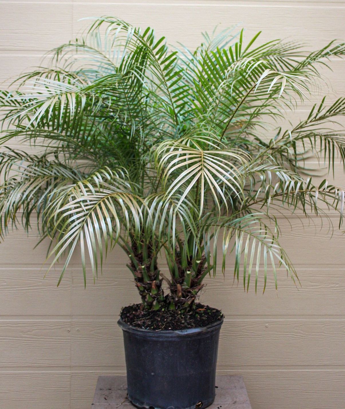 Pygmy Date Palm