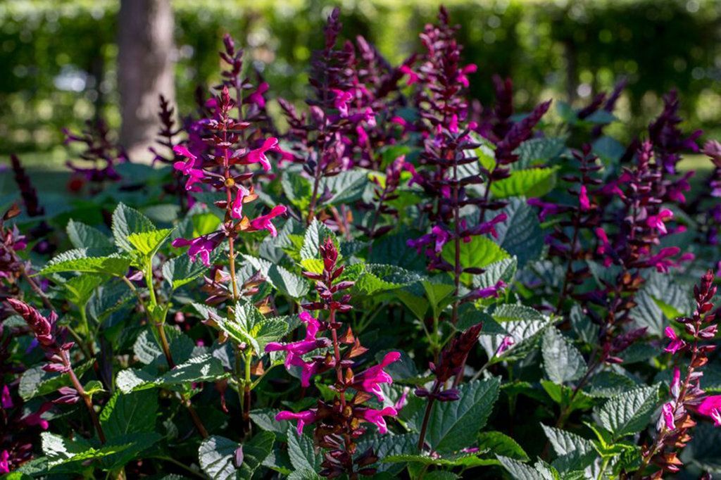 Rockin' Salvia Fuchsia Bush