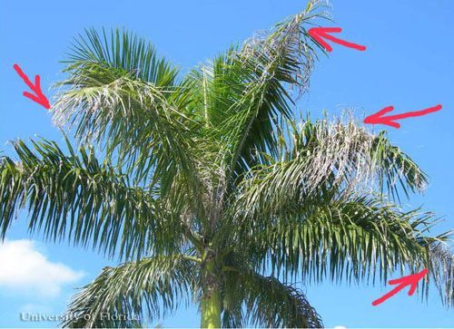 Royal palm bug damage