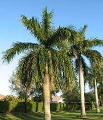Royal Palm