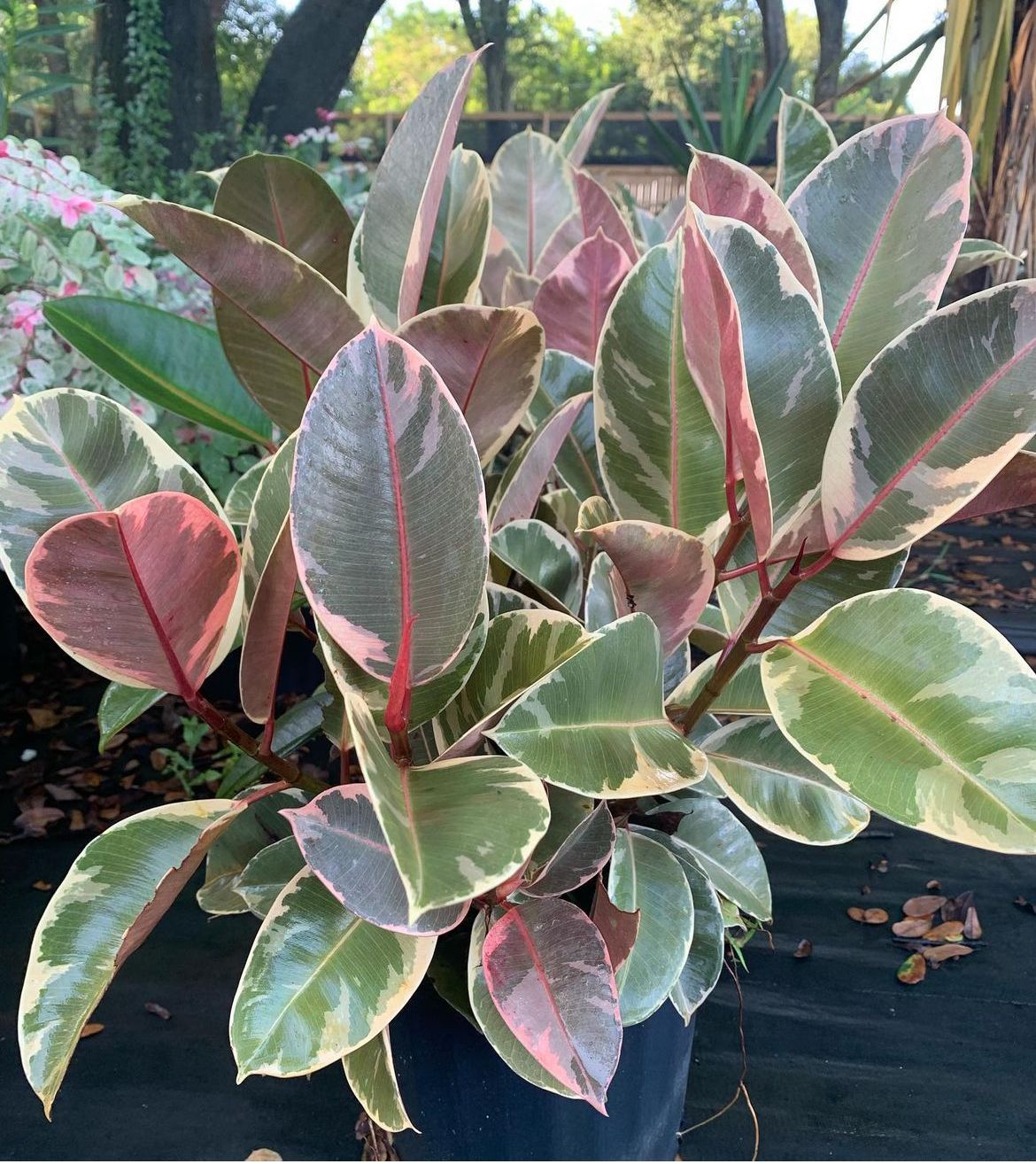 Rubber Plant Ficus Elastica