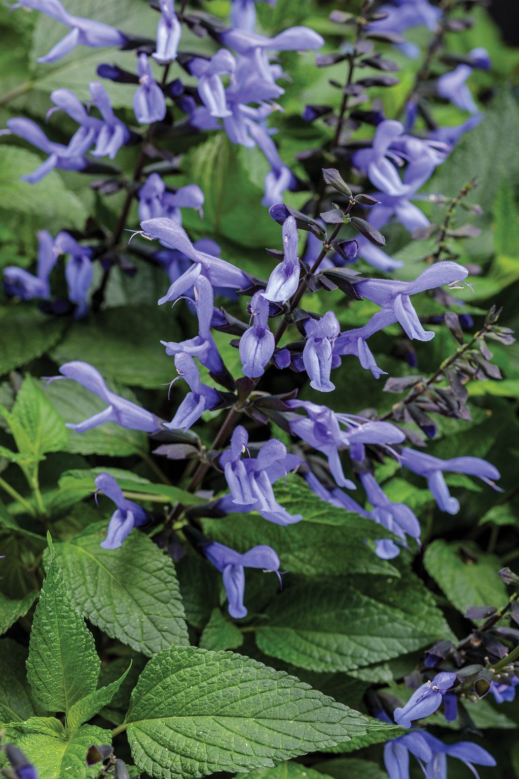 Rockin' Salvia Blue Suede Shoes