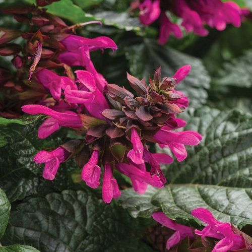 Rockin' Salvia Fuchsia