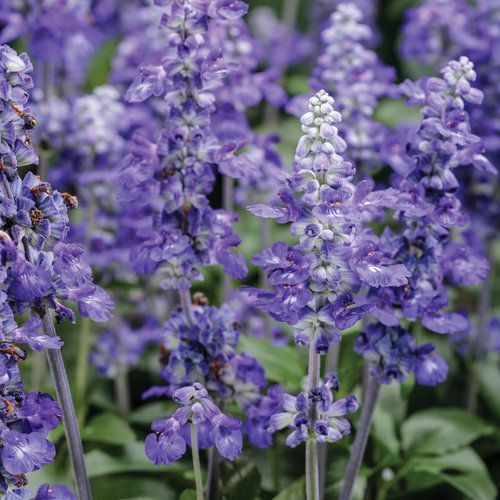 Salvia Unplugged So Blue