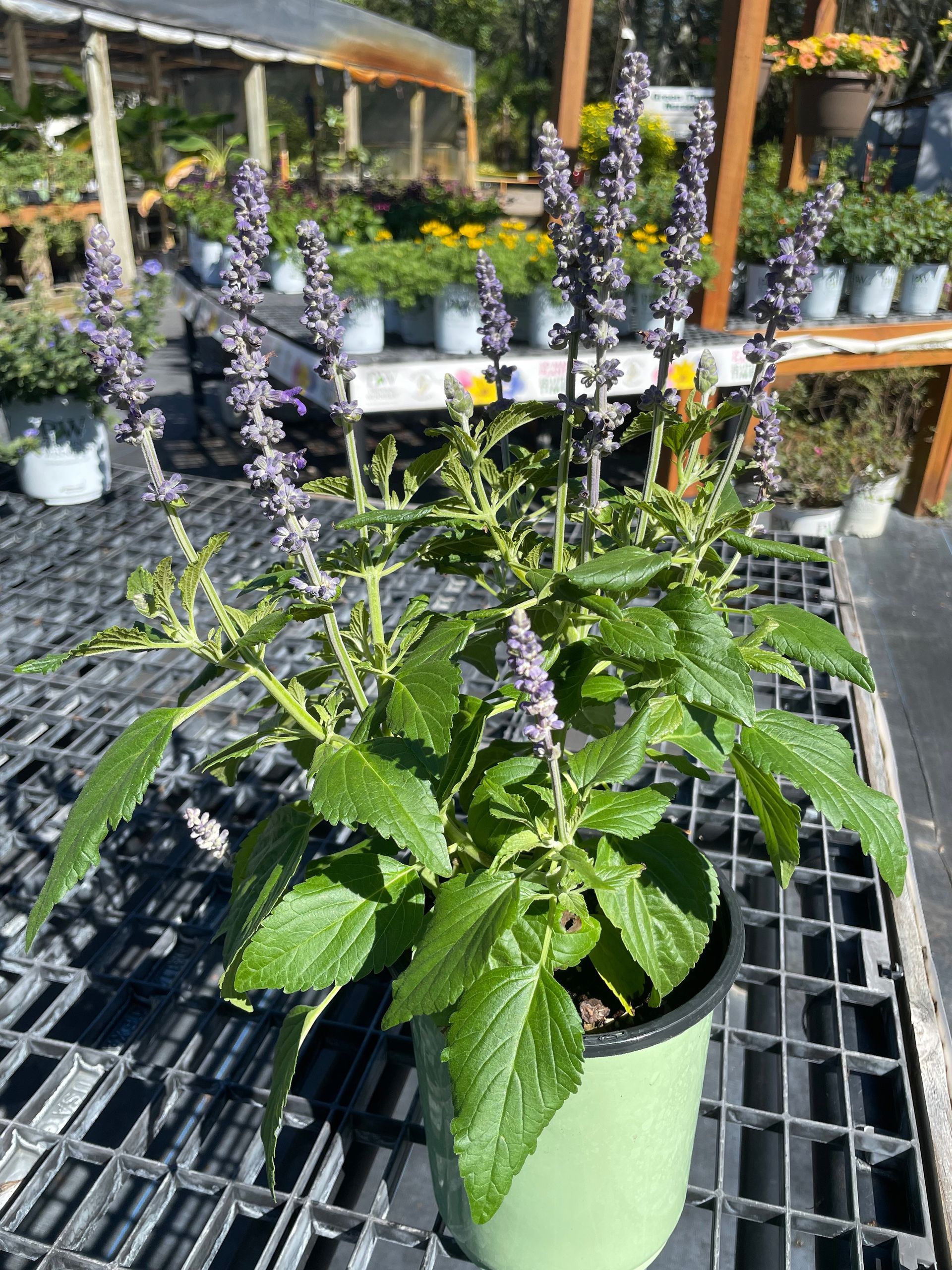 Salvia