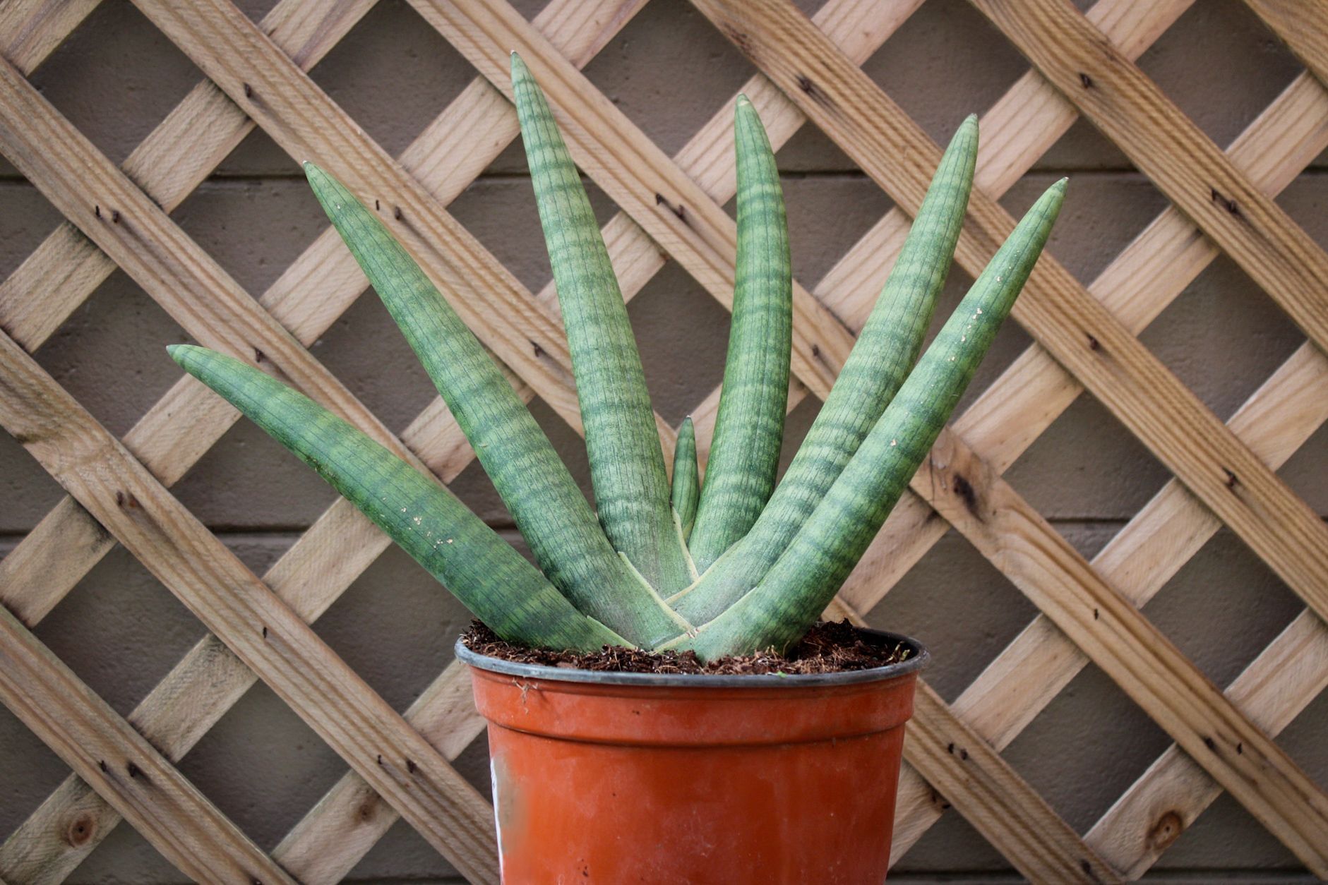 Sansevieria Boncel Fan Snake Plant