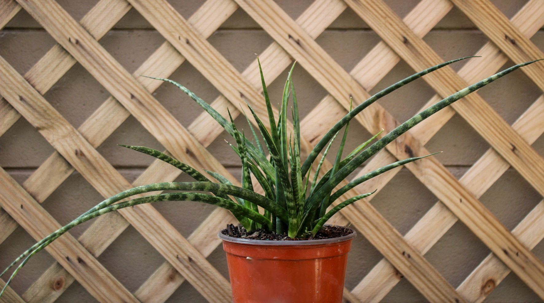 Sansevieria Fernwood Mikado Snake Plant