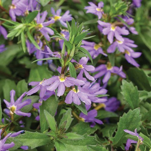 Whirlwind Fan Flower Scaevola Blue