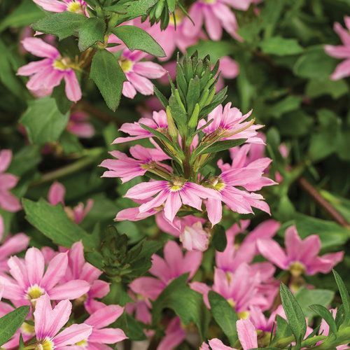 Whirlwind Fan Flower Scaevola Pink