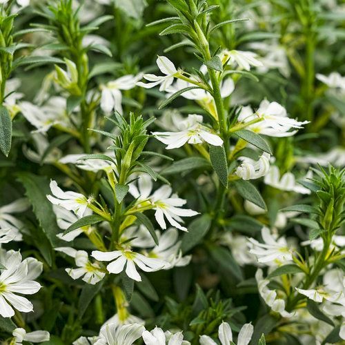 Whirlwind Fan Flower Scaevola White