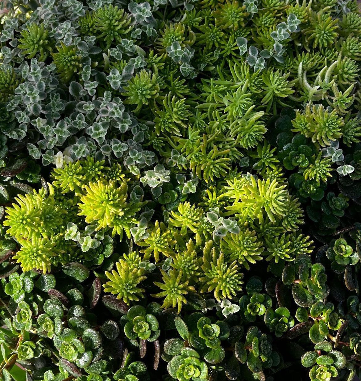 Sedum